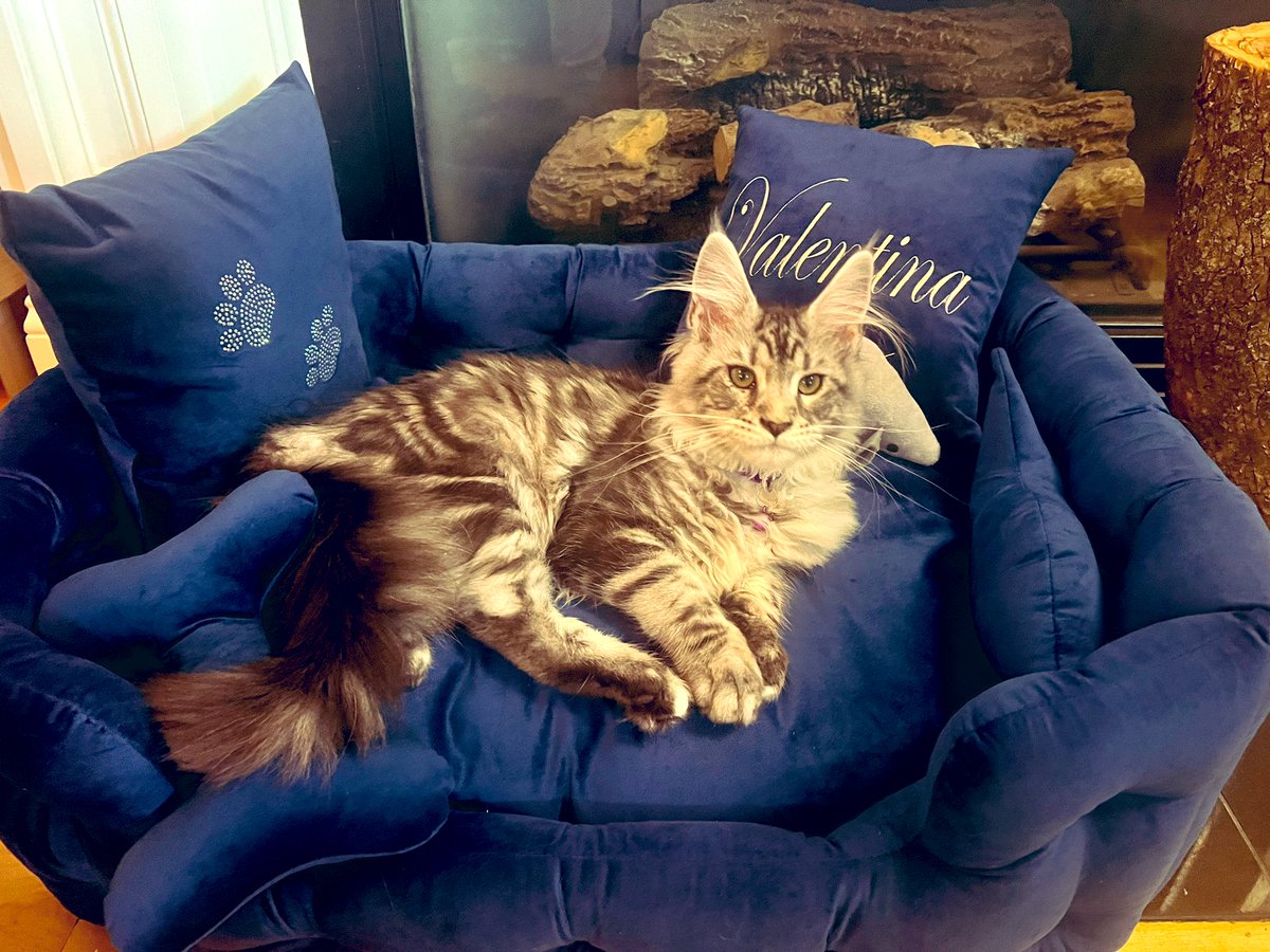 Let me introduce you mi leonsita my lovely main coon kitty Vale 😌 Love being a catmom! 🤩💓