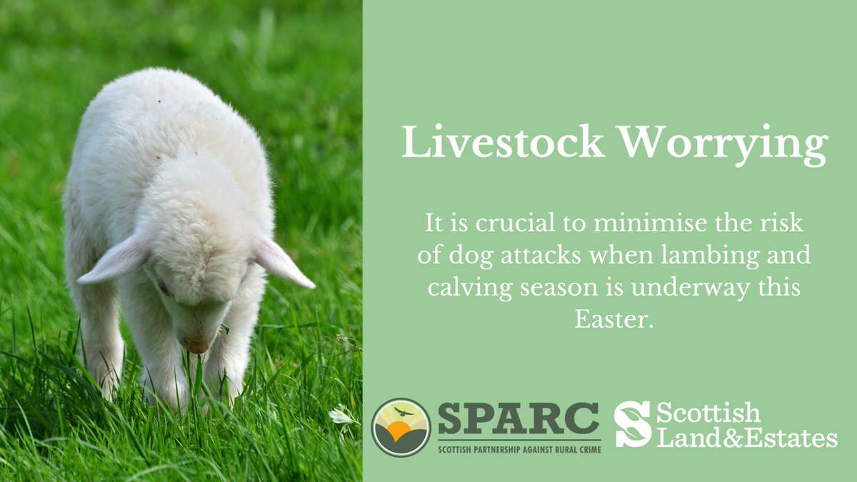 🐑Despite tough new legislation aimed at tackling livestock attacks, numbers are still on the up. SLE has partnered with @ScottishPARC on their ‘Your Dog – Your Responsibility’ campaign to support land managers in reducing the risk of livestock attacks or worrying.