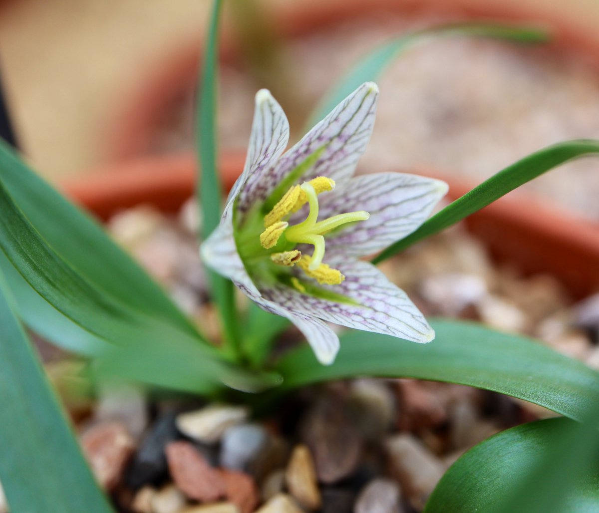 Fritillaria crassifolia ssp. poluninii