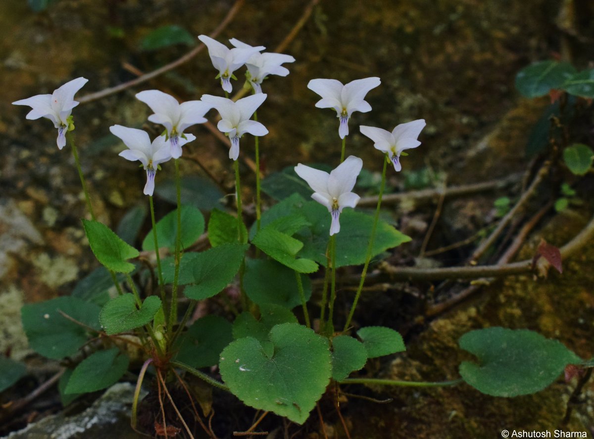 Viola canescens Wall. Himalayan White Violet Another early spring flowering #Viola sp. from temperate Himalayas aka #Banafsha/बनफ़्शा and is used in traditional folk & #ayurveda medicine system. #flora #Violaceae #pansy #spring #iambotanist #taxonomy #flowersofIndia #Himalayas