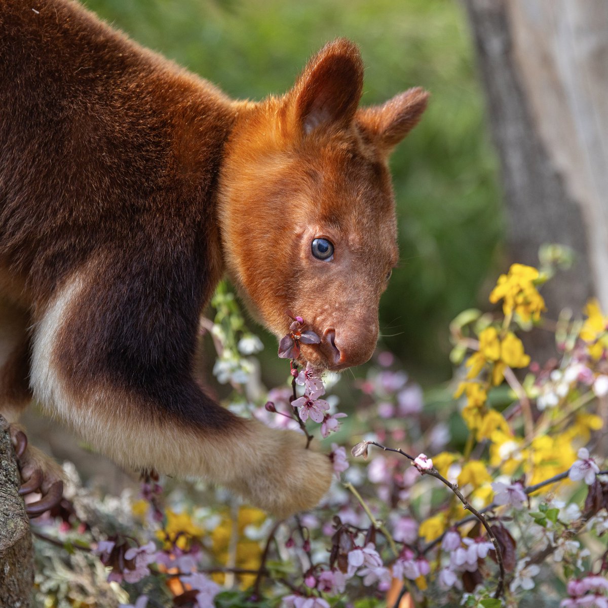 TierparkBerlin tweet picture