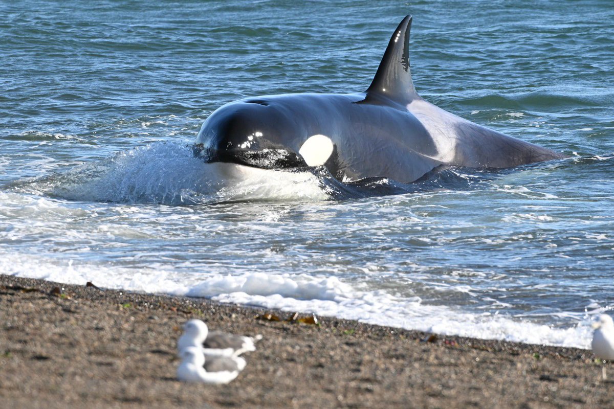 Arrancó la “Temporada de Orcas 2024” en Punta Norte. Un evento que genera un interés turístico que atrae a visitantes de todo el país y el mundo. Vamos a transmitir en vivo desde un domo instalado en el Área Natural Protegida, donde se pueden visualizar las pasarelas, la costa,…