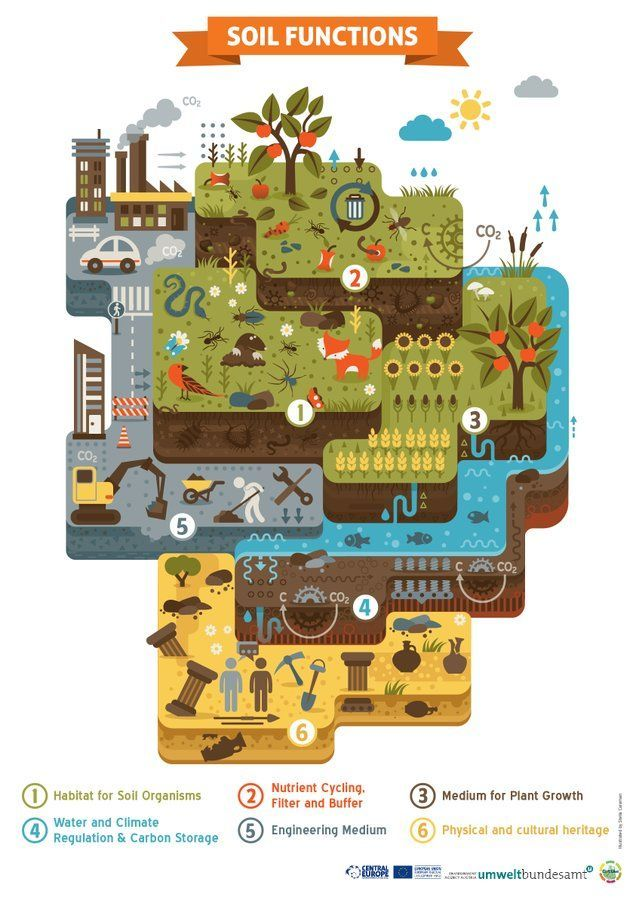 UNBiodiversity's tweet photo. Healthy #soil is an absolute powerhouse:

🐞Habitat for soil #biodiversity
🌤️Carbon store and #climate regulator
💧Water tank and purifier
🌻#Food producer
🏺Keeper of heritage

Protecting #soilhealth ensures its many functions that enable life on Earth! 

@UNCCD https://t.co/iyqxaVGijy