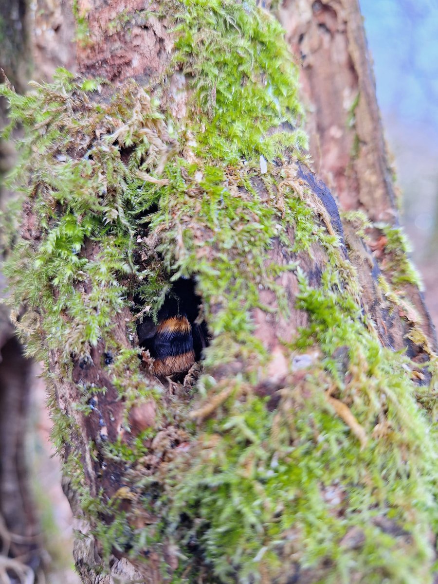 Over winter one of our Ecologists, Emma, and our contractor’s Dartforest Tree Works and Aran Kimberlee monitored woodland features.🌿 We found shield bugs, bumblebees and some small mammals including wood mice and pygmy shrews. 🐝 We hope that bats find our new features soon!🦇