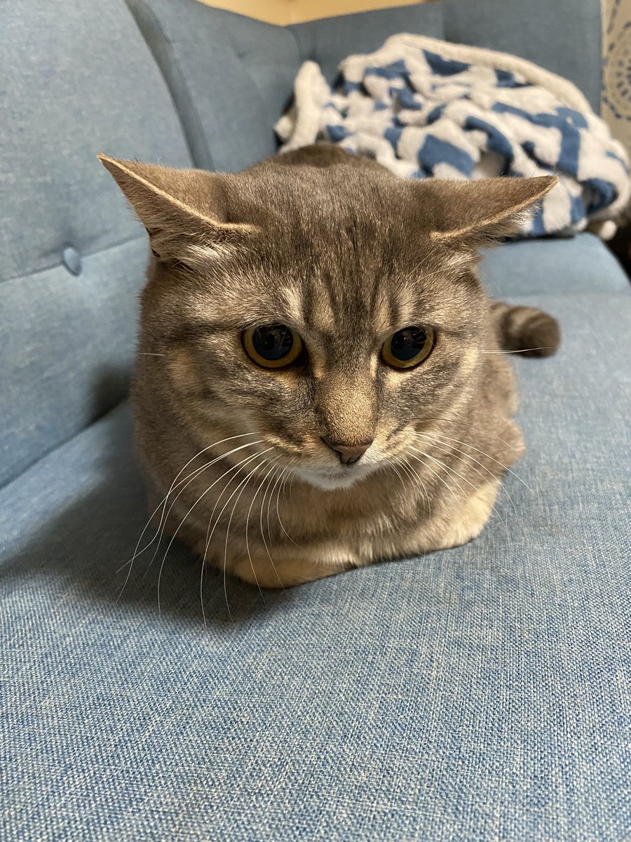 掃除機にビビリ中
耳が水平になるの可愛い😍