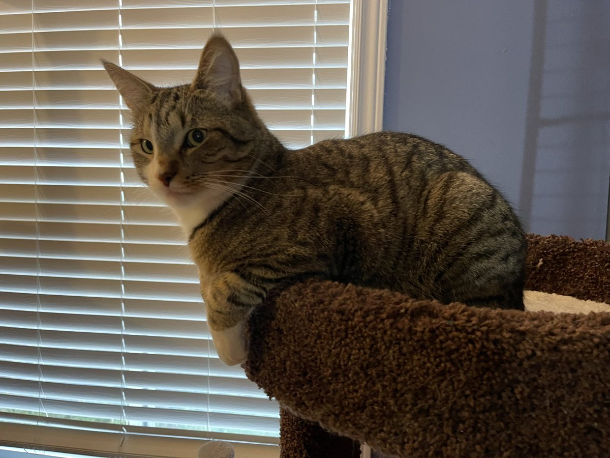 Happy #kittyloafmonday #CatsOfTwitter Love Leroy