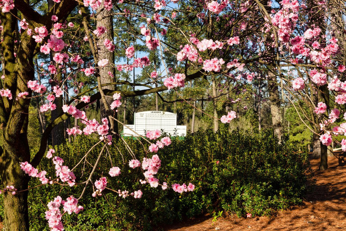 Early spring in Augusta, GA. #themasters