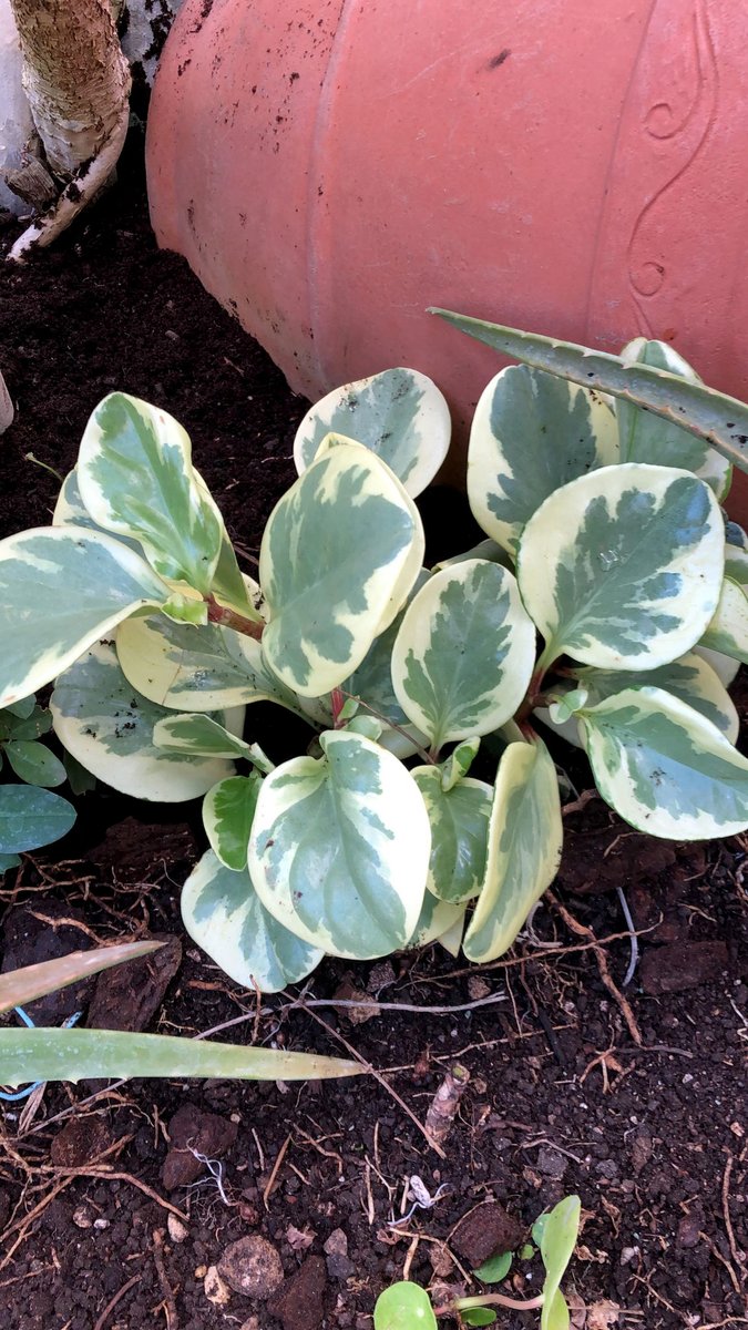 HuertodelCura's tweet photo. La #Peperomia obtusifolia #variegada es una especie de planta de la familia #Piperaceae, originaria de Florida, México y el Caribe. El epíteto específico obtusifolia significa "de hojas romas". Las que os mostramos son unas recién llegadas al huerto y todas son diferentes😉 https://t.co/eMGMe71L4g