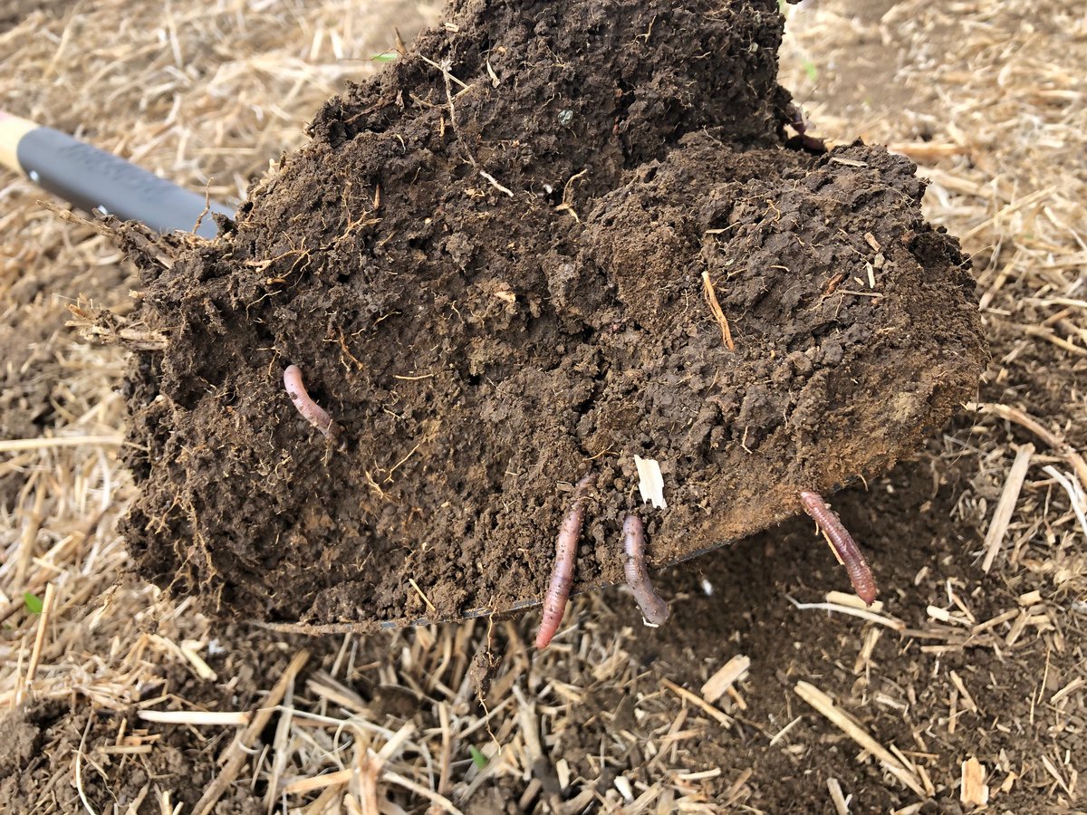 Check out this incredible snapshot from our Research Plot outside Strathmore, AB! 🌱 Our fertilizer has helped cultivate thriving soil teeming with earthworms, essential players in enhancing soil health and boosting crop yields. #SoilHealth #Earthworms #Rebuilder (2/2)