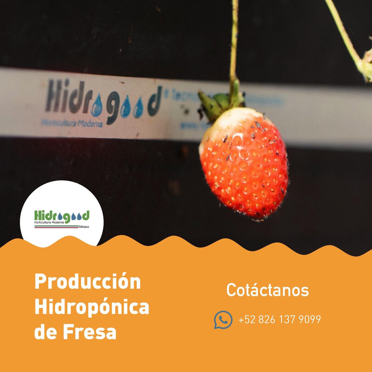 En Hidrogood nos importa la calidad de tus cultivos.
Contáctanos por whatsapp: +52 826 137 9099
Nosotros te acompañamos en tu proyecto hasta el final de tu producción.