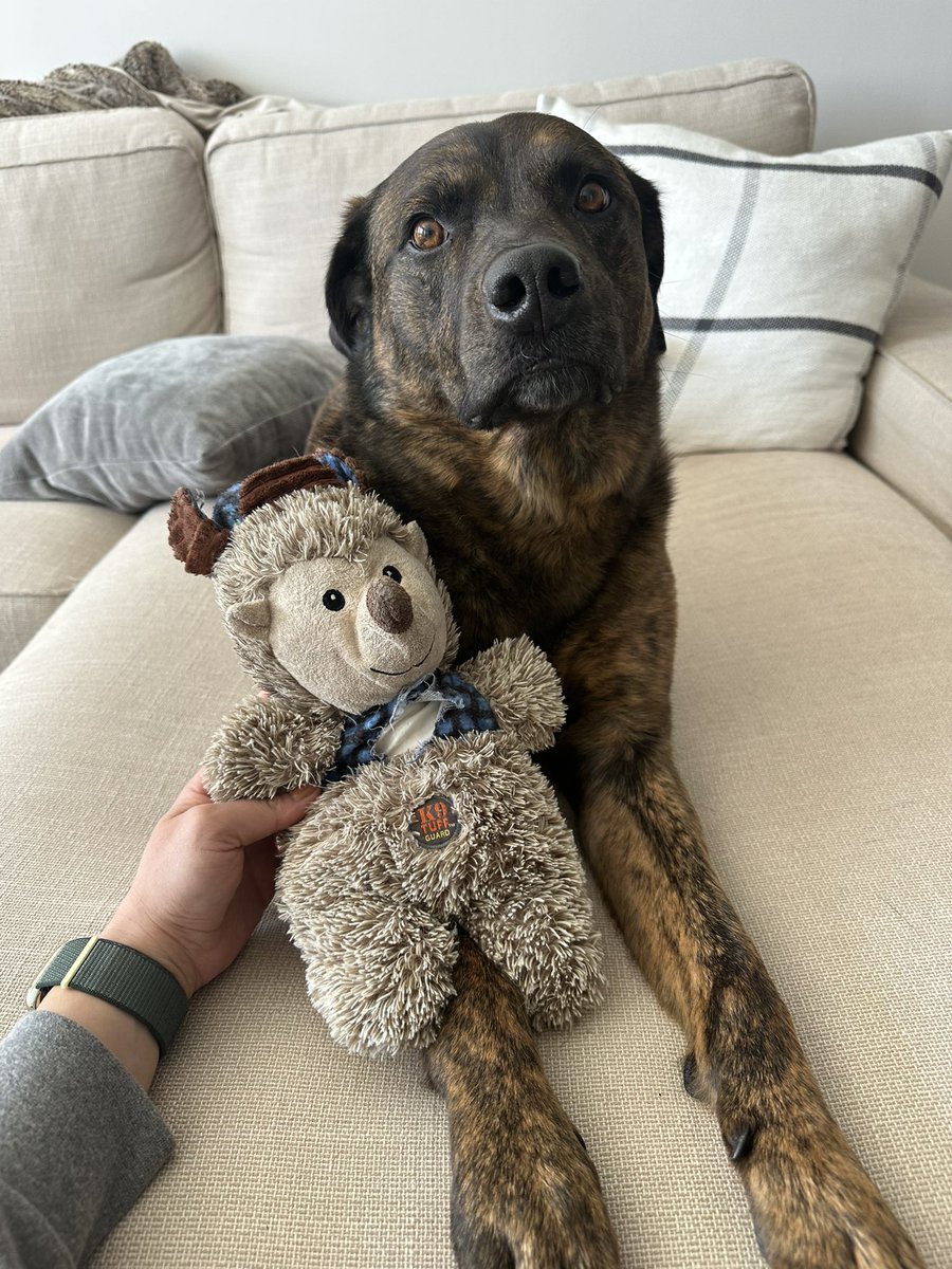 jrosehedeby's tweet photo. @outwardhound_ Do you still carry this cute plushy (who we named Mr. Booboo)? Gunner’s little sister tore it up after 4 years of him keeping it in pristine condition! This is the first toy we ever bought him in 2019 (pic 2). Help!! https://t.co/MNzUZNDggl