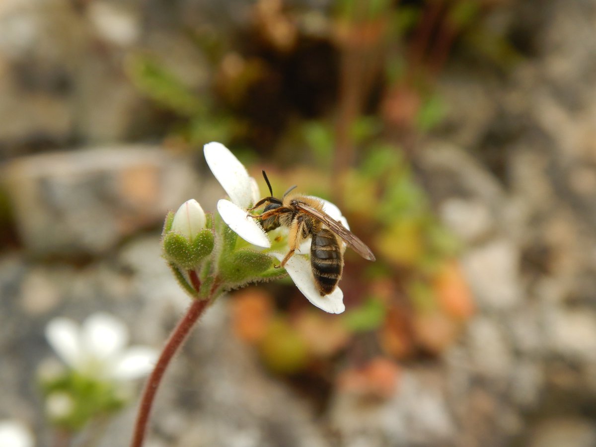 🌞Last week's good weather enabled further progress in the fieldwork for Sara Lopes's doctoral thesis. ✅This time, we worked with a pair of Saxifraga species! Special thanks to Afonso Petronilho, Catarina Siopa, and Pedro Lopes for their invaluable assistance!