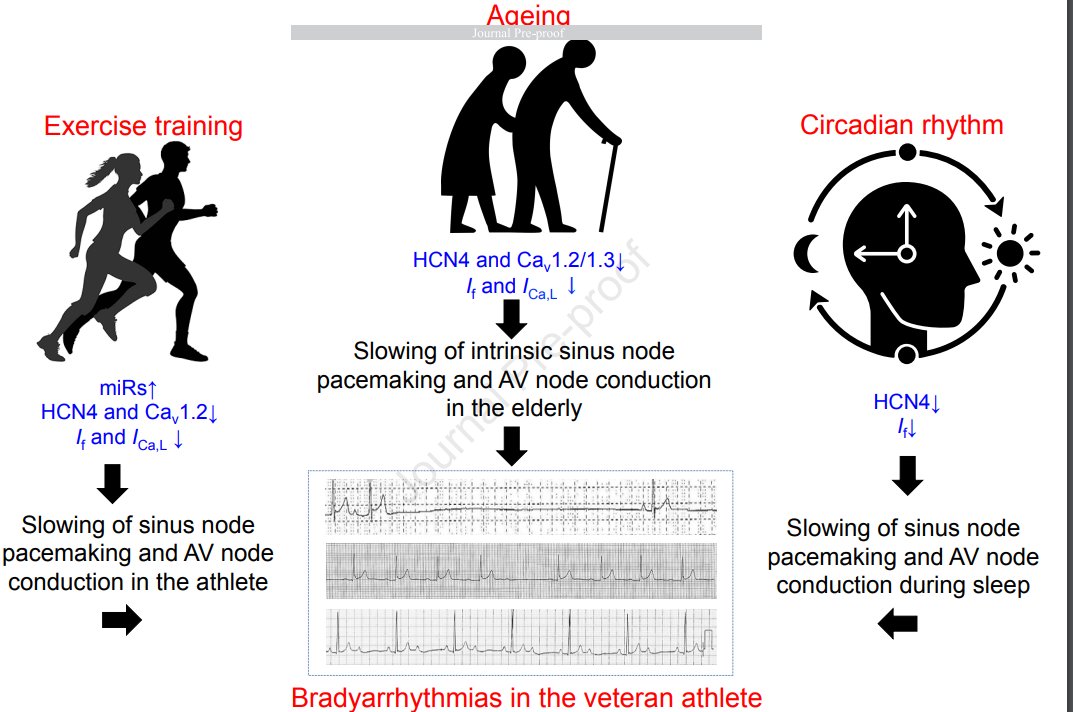 Bradicardia &amp; deporte. Papel en la remodelación electrofisiológica intrínseca del nodo sinusal y NAV.
Las bradiarritmias en atleta veterano surgen por:
1/ Efectos acumulativos del entrenamiento
2/ El ritmo circadiano
3/ Envejecimiento sobre la actividad eléctrica de los nodos.