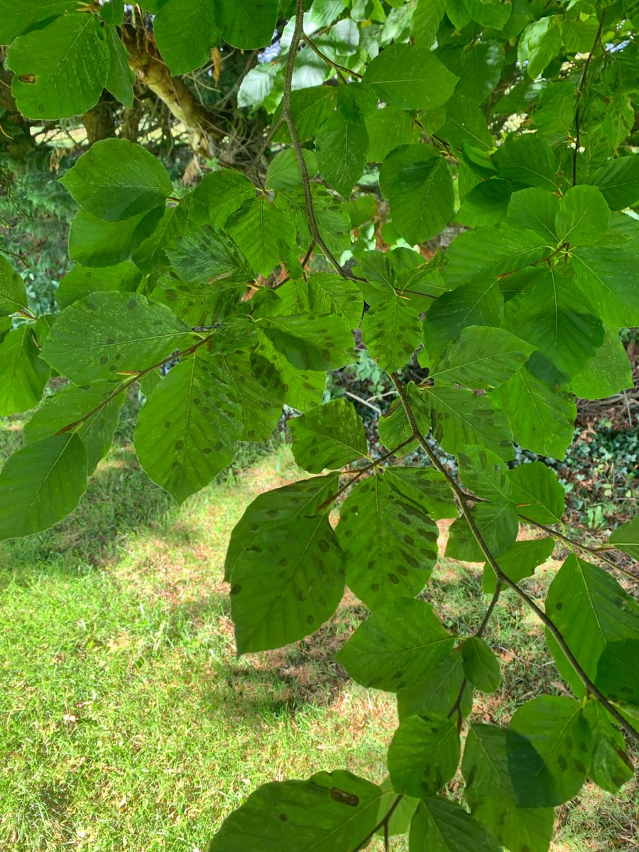 Job opportunity as nematologist working for the state plant health laboratories <a href="/agriculture_ie/">Dept of Agriculture, Food and the Marine</a>. Help protect Ireland and EU #PlantHealth against nematode threats. Permanent post with great career development potential  gov.ie/en/organisatio…  closing 25/04/23 RT please