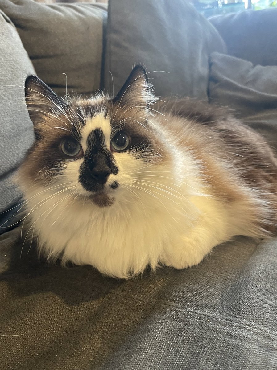 Happy #KittyLoafMonday friends! Have a great week!❤️Badger❤️
#CatsOfTwitter #CatsOfX #CatsAreFamily #cats