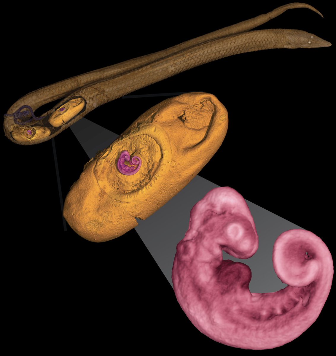 Excited to announce our new #openaccess paper in press at @AnatRecord describing a preovipositional embryonic specimen of the legless #gecko #Lialis! #GeckoEvoDevo #diceCT #BurtonsLeglessLizard Collab w: @DrScanley and @danpaluh anatomypubs.onlinelibrary.wiley.com/doi/full/10.10…