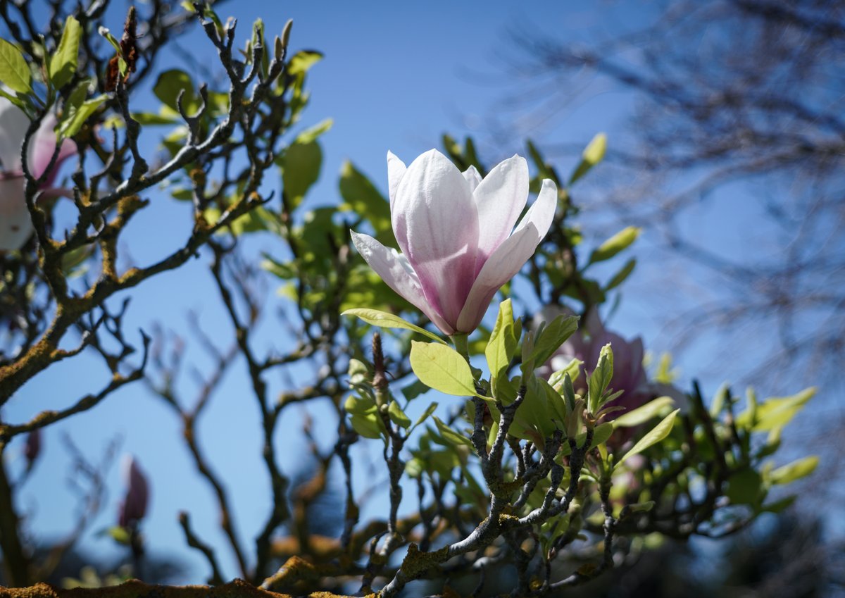 Happy spring break! 🌸🏛️✨ Take some time to relax, smell the flowers, and take in the beauty that is all around us. P.S. If you need us, we’re here for you! See our hours ⏩ ucberk.li/hours Research help ⏩ ucberk.li/research-help