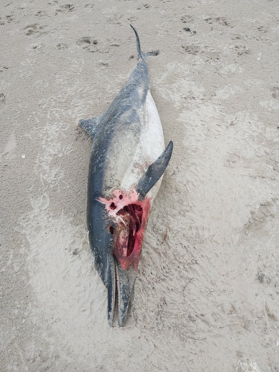 davidwood (@davidwoodislay) on Twitter photo Quick march along the big strand to record a reported common dolphin carcass for <a href="/strandings/">SMASS</a> and found 2 flapper skate cases in tideline on the way back for <a href="/SharkTrustUK/">The Shark Trust</a> great egg case hunt. #Islay Quick march along the big strand to record a reported common dolphin carcass for <a href="/strandings/">SMASS</a> and found 2 flapper skate cases in tideline on the way back for <a href="/SharkTrustUK/">The Shark Trust</a> great egg case hunt. #Islay