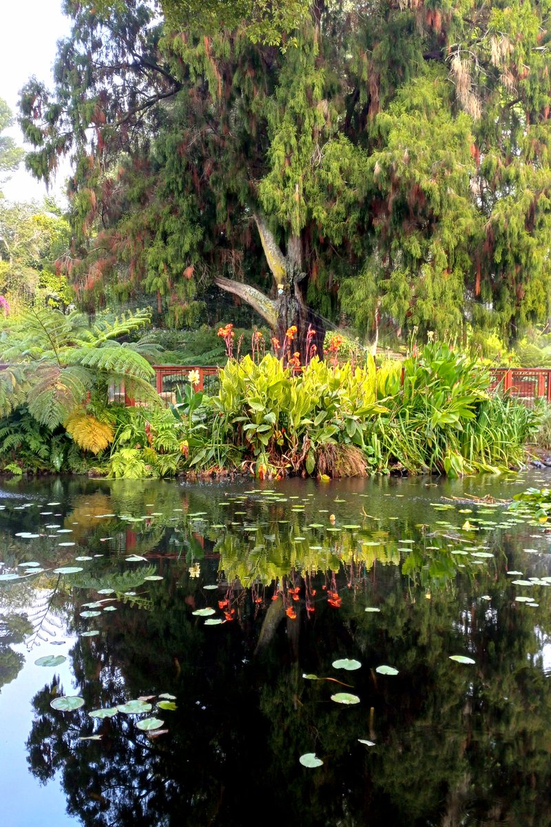 Reflections 😌

#bythewater #refectionphotography #treesofinstagram #gardenexplorers #wheretheskymeetstheland

instagram.com/p/C48cp0YtBs9/