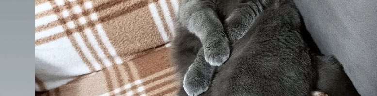 19_07Mavii's tweet image. #elchallenge🐾🐾🐾😂