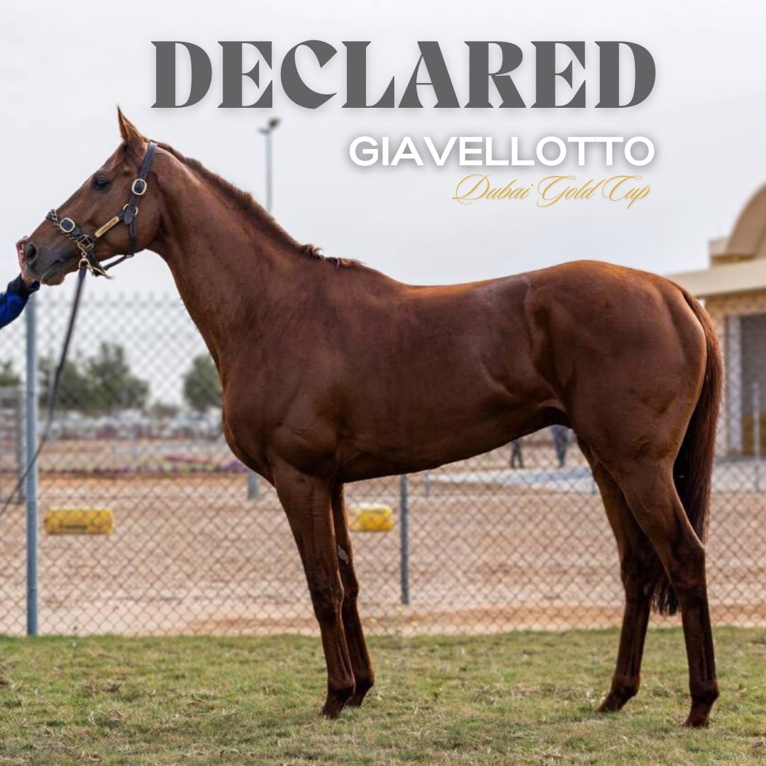DECLARED - DUBAI GOLD CUP 🇦🇪🏆 Giavellotto is back again for the Dubai World Cup and is ready to contest the Group 2 Dubai Gold Cup for the second year running this Saturday! 💪 @BenCoen2 @RacingDubai @ajay_anne @GBRI_UK