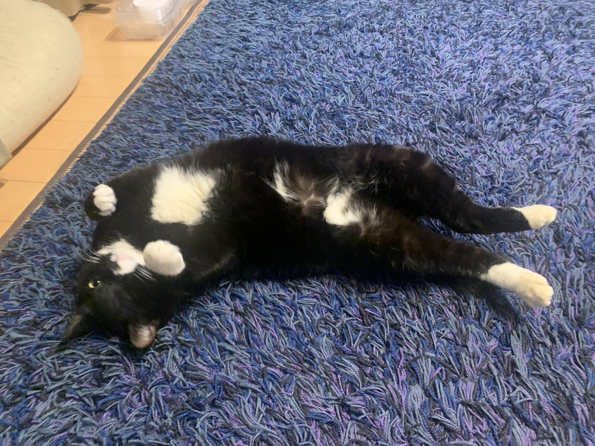 たまには伸びてまーす

#猫#ねこ#フォロバ#フォロー#フォロー募集中#フォロワー募集中#フォロー歓迎中#フォローミー#RTいいねで気になった人お迎え#いいね#ファインダー越しの私の世界#写真で伝えたい私の世界#写真写ってる人と繋がりたい#いいねした人で気になった人をフォロー#ハッピー#美味しい