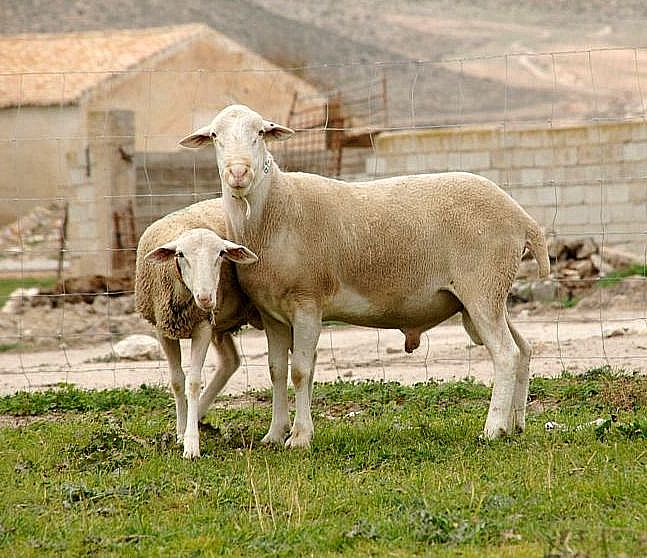 El Ifapa presenta un proyecto para la mejora productiva de razas autóctonas de ovejas

👉innovagri.es/actualidad/el-…