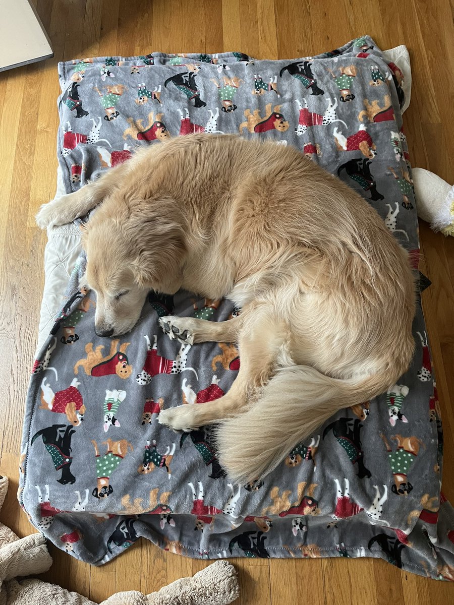 I habba doggy blanky on my bed WOOOOO #MondayMotivation