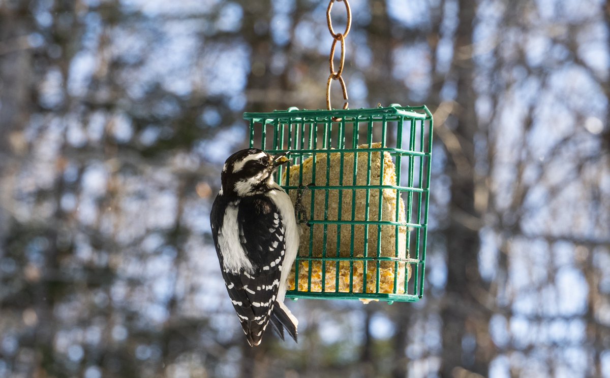 Nancy NutileMcMenemy (@photosbynanci) on Twitter photo Weathersfield Weekly Blog, March 25 edition includes:
-School Vote 4/2
-PTO March Madness Last week for Calendars
-Library's Easter Egg Hunt 3/30
-Vermont's Total Eclipse of the Sun 4/8
-VINS Owl Fest 4/13
-Garden Club Cleanup at Martin Memorial Hall 4/21
photosbynanci.blogspot.com/2024/03/weathe… Weathersfield Weekly Blog, March 25 edition includes:
-School Vote 4/2
-PTO March Madness Last week for Calendars
-Library's Easter Egg Hunt 3/30
-Vermont's Total Eclipse of the Sun 4/8
-VINS Owl Fest 4/13
-Garden Club Cleanup at Martin Memorial Hall 4/21
photosbynanci.blogspot.com/2024/03/weathe…