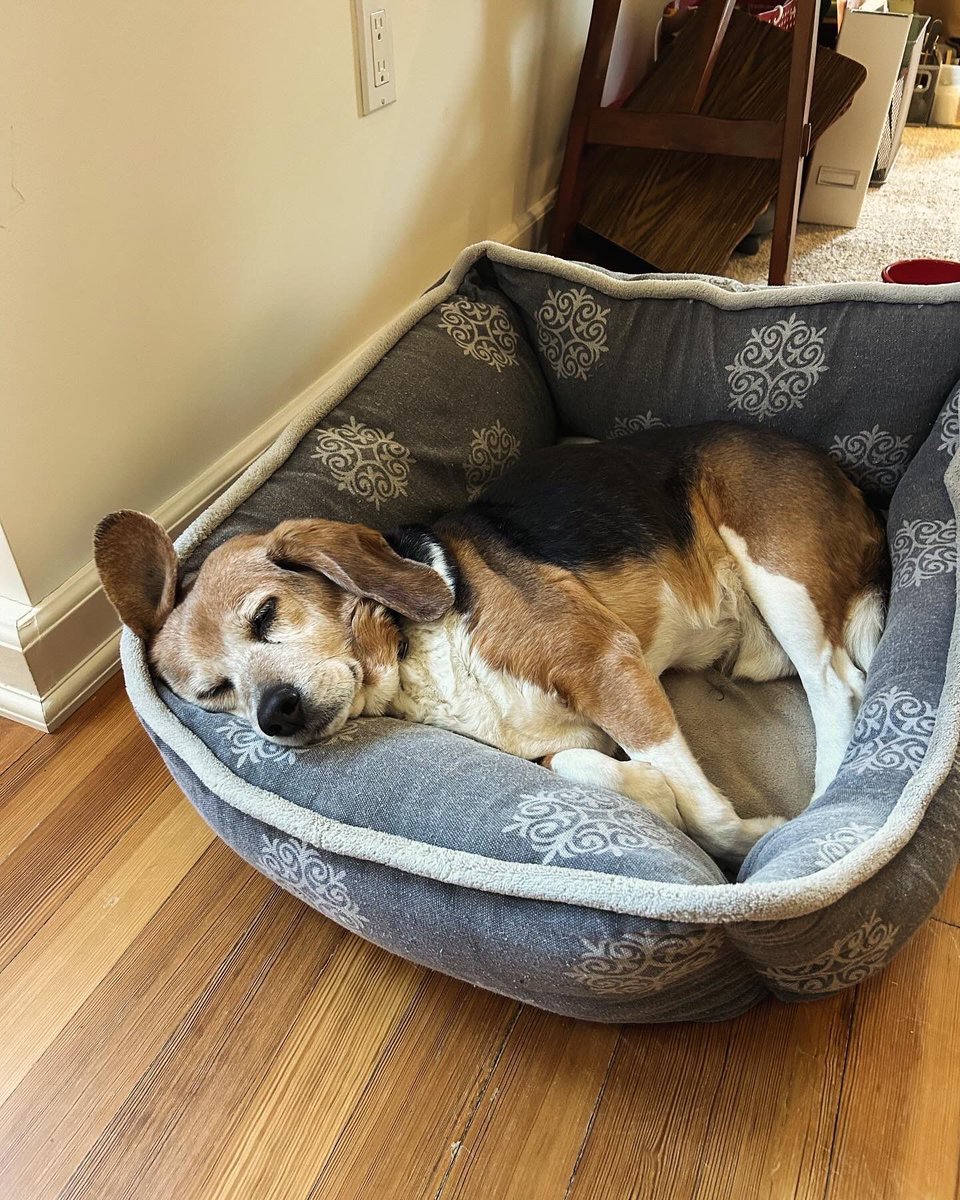 Beagle Facts tweet media