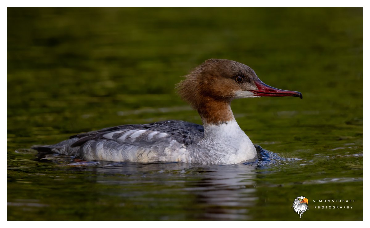 A beautiful female Goosander on the local lake yesterday morning in some lovely light. @teesbirds1 @teeswildlife @DurhamBirdClub @Natures_Voice @NatureUK @WildlifeMag @BBCSpringwatch @NTBirdClub @CanonUKandIE #naturephotographyday #birds #wildlifephotography