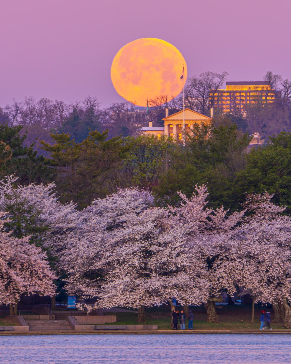 Just as the sunrosed, the #FullMoon 🌕 settled right over the Cherry Blossoms and Arlington House🏛️ #WashingtonDC @capitalweather @PoPville @spann @NASAMoon @dcstormchaser @TheNationalMall @NationalMallNPS @washingtondc @7NewsDC @NWS_BaltWash @StormHour @photopills @ThePhotoHour