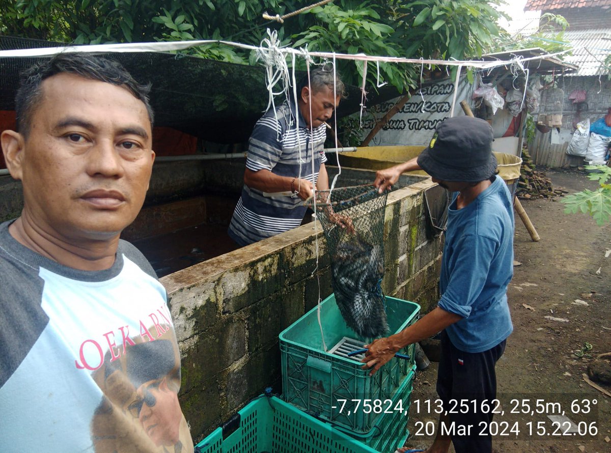 je_vico's tweet photo. Rabu 20/03/24, Jeffiko, Luhkan Kab. Probolinggo Di Kolam Bp. IRFAN (Joyo Lele) Ds. Dringu mendampingi Panen ikan Lele,  sebanyak 190kg , luas kolam 40 m² Size 10-12/kg Harga 18.500/kg

#GiatLuhkanSatminkalBWI #probolinggoo #Panen @bppp_banyuwangi @puslatluhkp @brsdm_kp https://t.co/JQo2W4Zqao