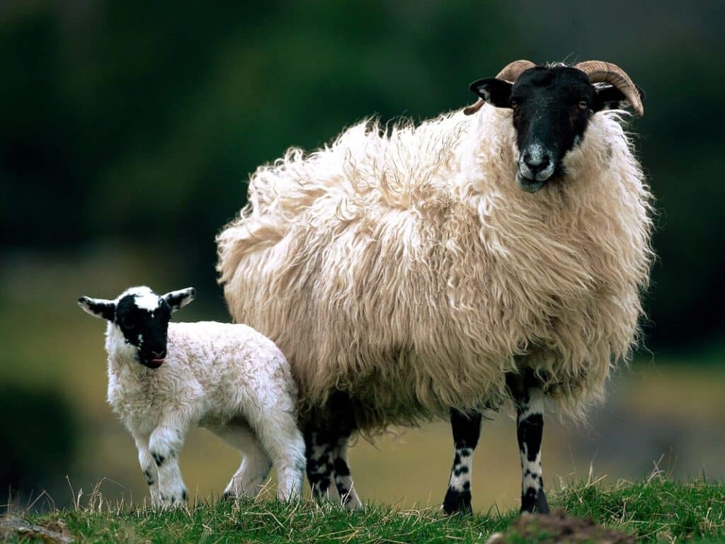 🧬Genome-wide association studies of parasite resistance, productivity and immunology traits in Scottish Blackface #sheep  🐑

🔎Read the article here👇
sciencedirect.com/science/articl…