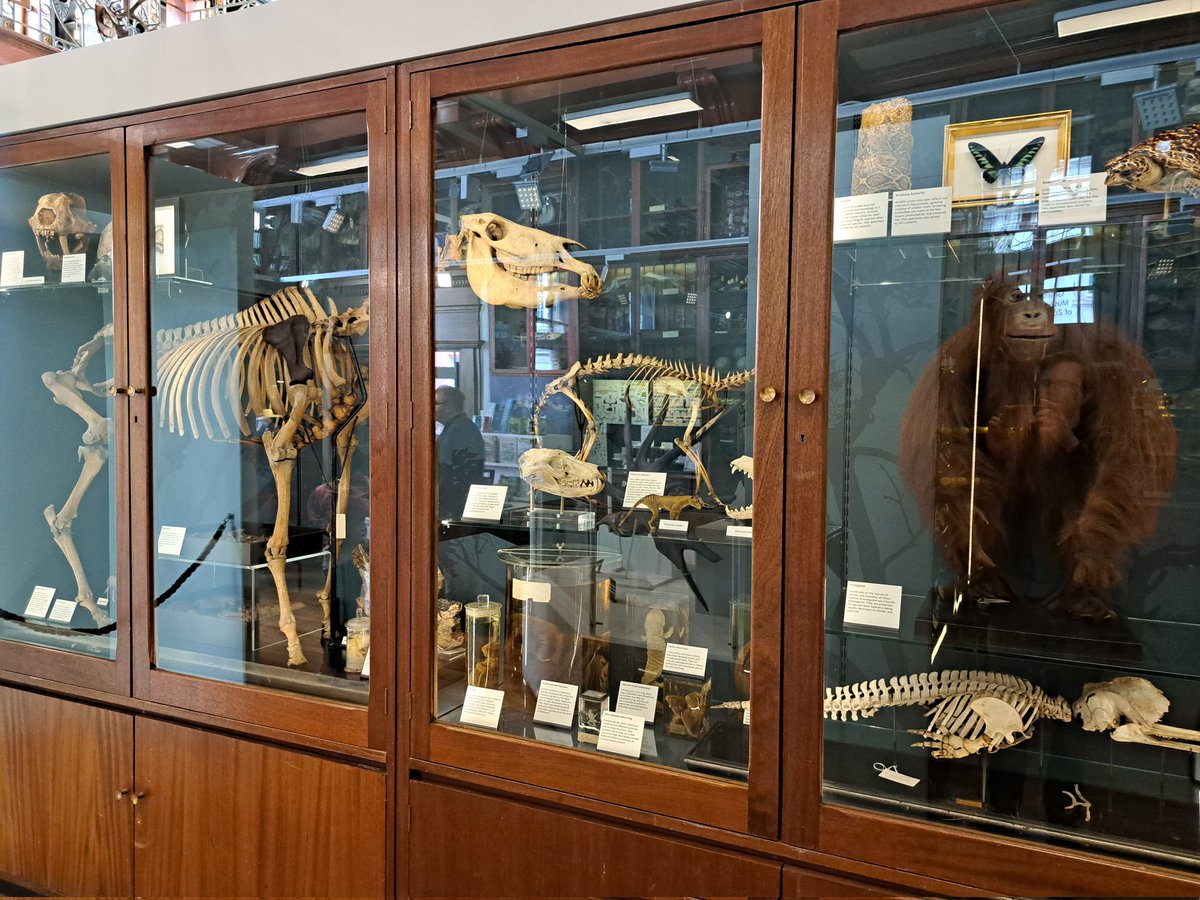 If you're in London and haven't seen the epic awesomeness of the @GrantMuseum's newly renovated displays, get yourself over there (still complete with all your jar-of-moles, wall-of-mice, platypus, Micrarium, thylacine and quagga favourites).