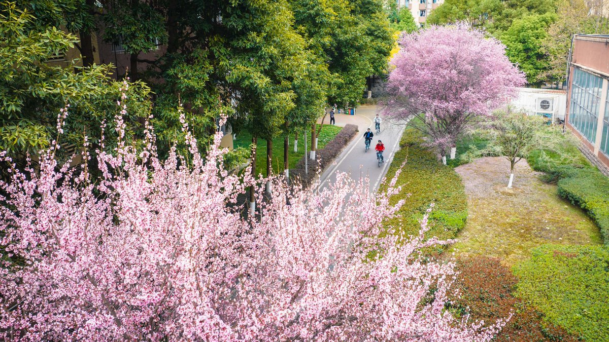 UESTC-电子科技大学 tweet media