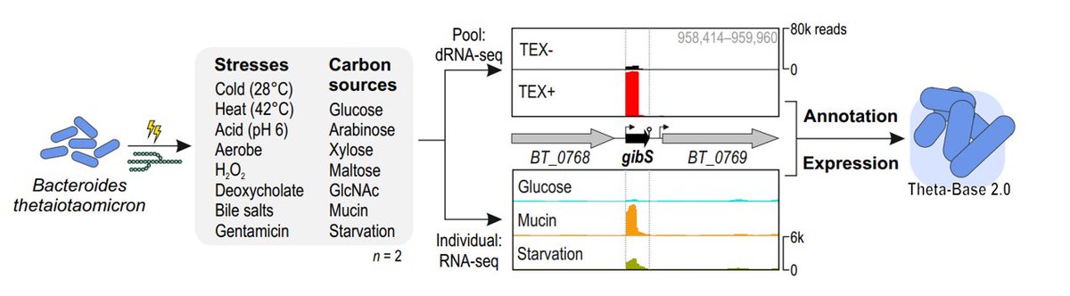 Westermann lab (@westermannlab) on Twitter photo 1/5: Molecular intricacies of gut bacteria! 🧬 Our study in <a href="/NatureMicrobiol/">Nature Microbiology</a> , with colleagues from <a href="/Helmholtz_HIRI/">Helmholtz Institute Würzburg (HIRI)</a>, <a href="/DeutschbauerLab/">@Deutschbauer_Lab</a> , & <a href="/LBarquist/">Lars Barquist</a> groups, unveils B. thetaiotaomicron's transcriptional landscape across 15 gut conditions. nature.com/articles/s4156… 1/5: Molecular intricacies of gut bacteria! 🧬 Our study in <a href="/NatureMicrobiol/">Nature Microbiology</a> , with colleagues from <a href="/Helmholtz_HIRI/">Helmholtz Institute Würzburg (HIRI)</a>, <a href="/DeutschbauerLab/">@Deutschbauer_Lab</a> , & <a href="/LBarquist/">Lars Barquist</a> groups, unveils B. thetaiotaomicron's transcriptional landscape across 15 gut conditions. nature.com/articles/s4156…