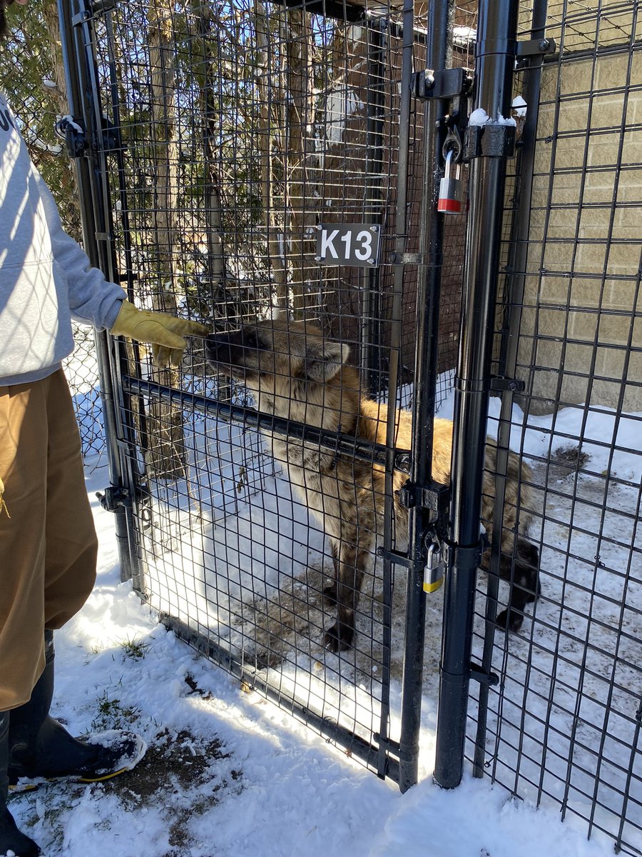 MaggieSarm12745's tweet photo. Had an amazing time at the Toronto Zoo on Saturday with my #BIOM4110 class! It was really fun to go behind the scenes to learn about the reproductive programs and watch the lions get fed! Thank you Dr. Madan for this awesome experience! https://t.co/6rlh4x0ysx