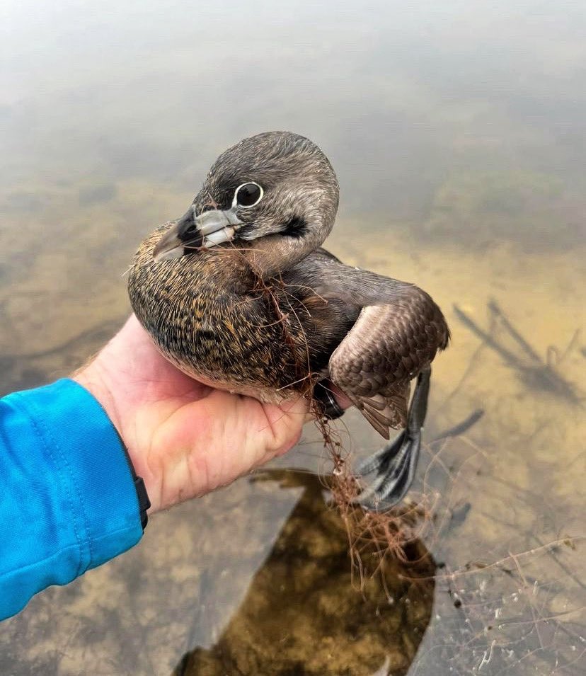 The Lake Doctors strive to achieve excellence in all that we do. We genuinely care about the service we provide and the environment. 🌎 Today, Aquatic Technician Casey Jones took swift action to save a Pied-billed grebe that was entangled in sod netting. Bird was safely released