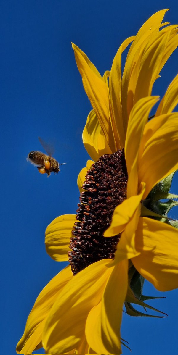 🌱Lovely_Plot 💅🇵🇱🇬🇧🪷🐞🐝 tweet media