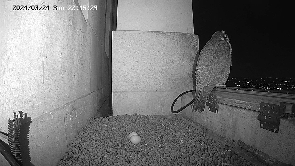 Wildlife fans! You'll be excited to hear that the @UoLperegrine's have now laid their first two eggs of the year in their nest on @UniversityLeeds Parkinson Tower! 🥚🥚 You can find out more about the peregrines & watch live webcams of them yourself > sustainability.leeds.ac.uk/our-work/biodi…