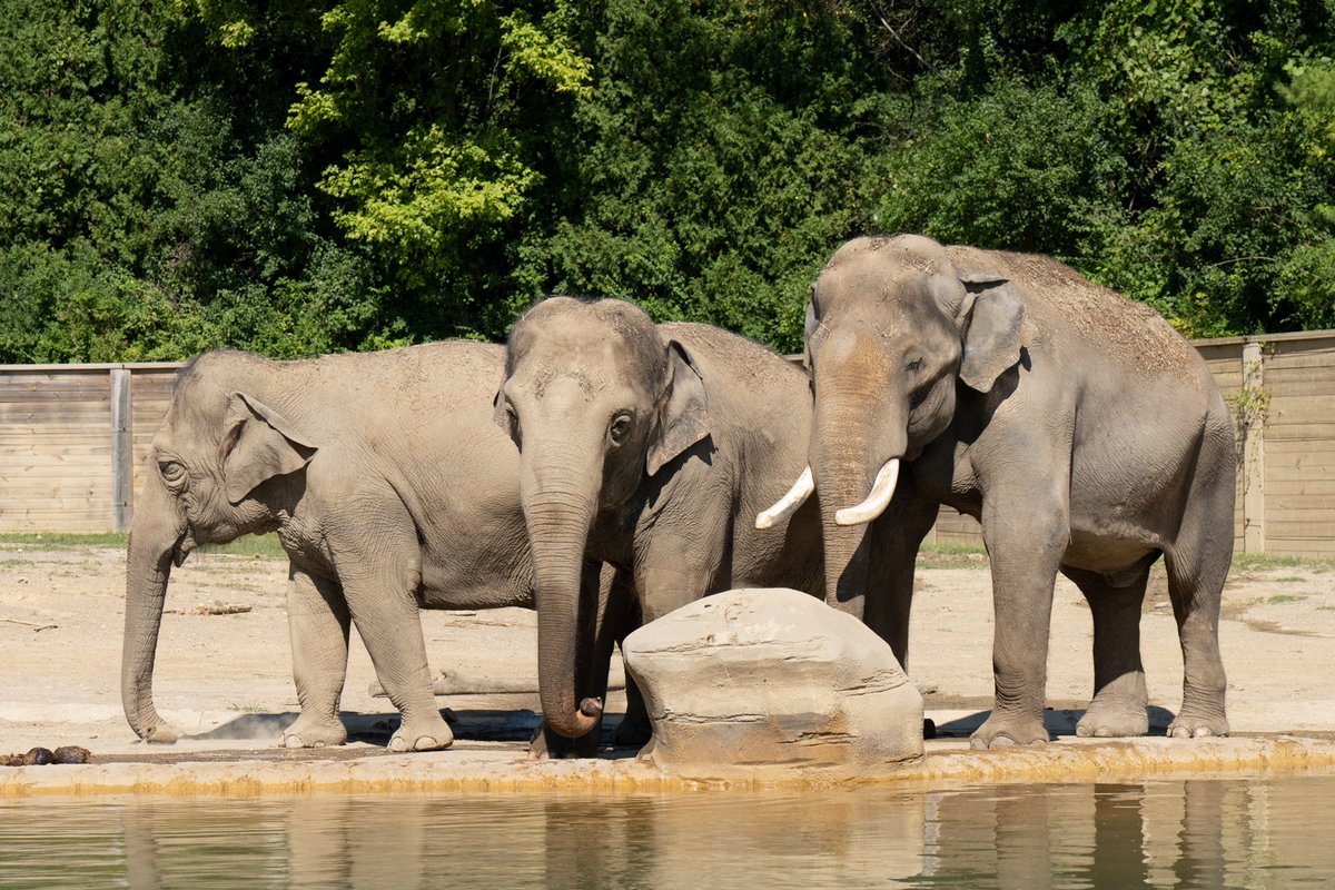 It's Asian elephants, Sunny, Rudy, and Sabu! Asian elephants boast unique features like rounded backs and India-shaped ears. These endangered gentle giants highlight the importance of conservation efforts, like @zoos_aquariums' (AZA) Asian Elephant SAFE program.