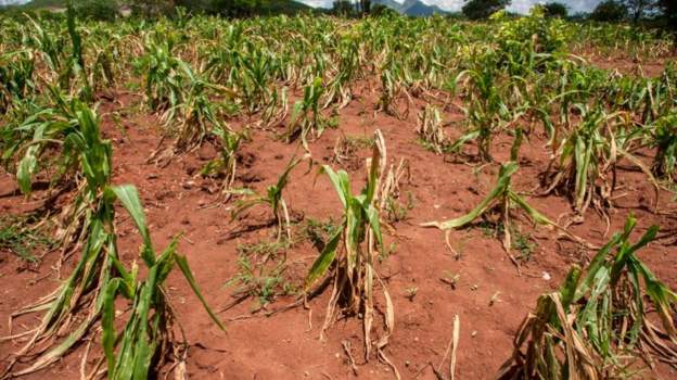 Malawi has declared a state of disaster over a severe drought that is affecting most of the country. The announcement comes less than a month after neighbouring Zambia made a similar move. Read more 👉 bbc.in/3IT9Zmy