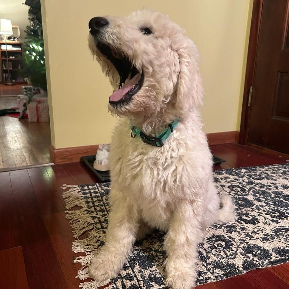 We think this dog is saying “I love SERVPRO,” but it’s hard to be sure… Thank you to Darci at the Cassetta Agency for sharing this pic of her pup!