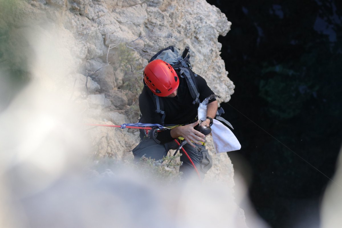 In March, BirdLife Malta received a call about a distressed bird at the Blue Grotto in Żurrieq, seen hanging from a line which was caught on the cliff face. The #seabird was later identified as an adult #YelkouanShearwater (Garnija in Maltese), a protected species that breeds in…