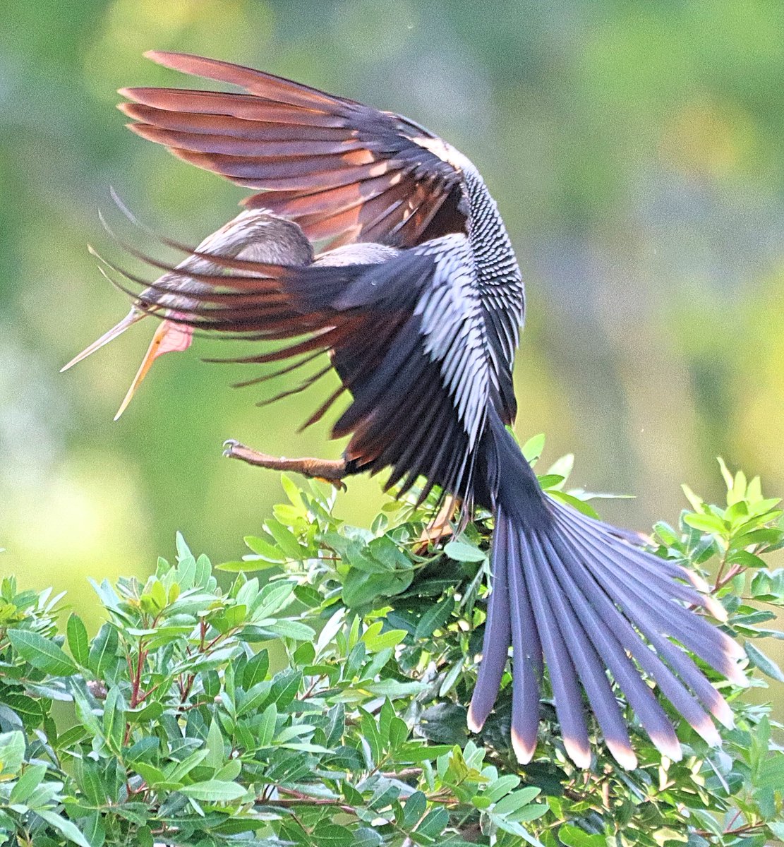 Anhinga landing into nest