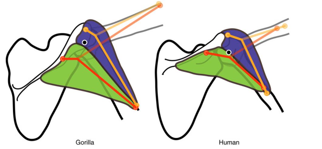 Ever wonder about comparative anatomy? This is a fun paper that uses musculoskeletal modeling to compare a gorilla shoulder to a human shoulder. #wackywednesday ncbi.nlm.nih.gov/pmc/articles/P…