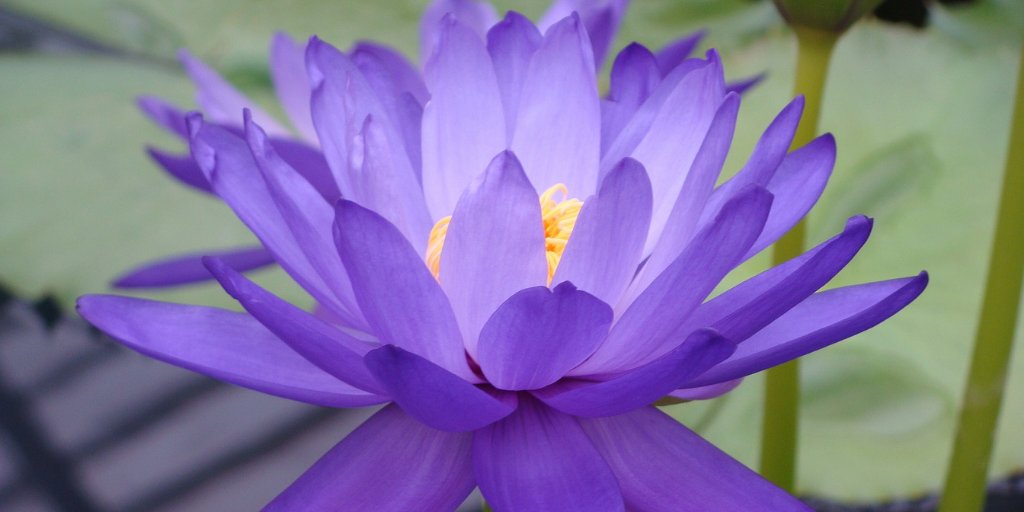 Life sustains itself. Let go of the ego and life takes care of itself through you.

— Adyashanti