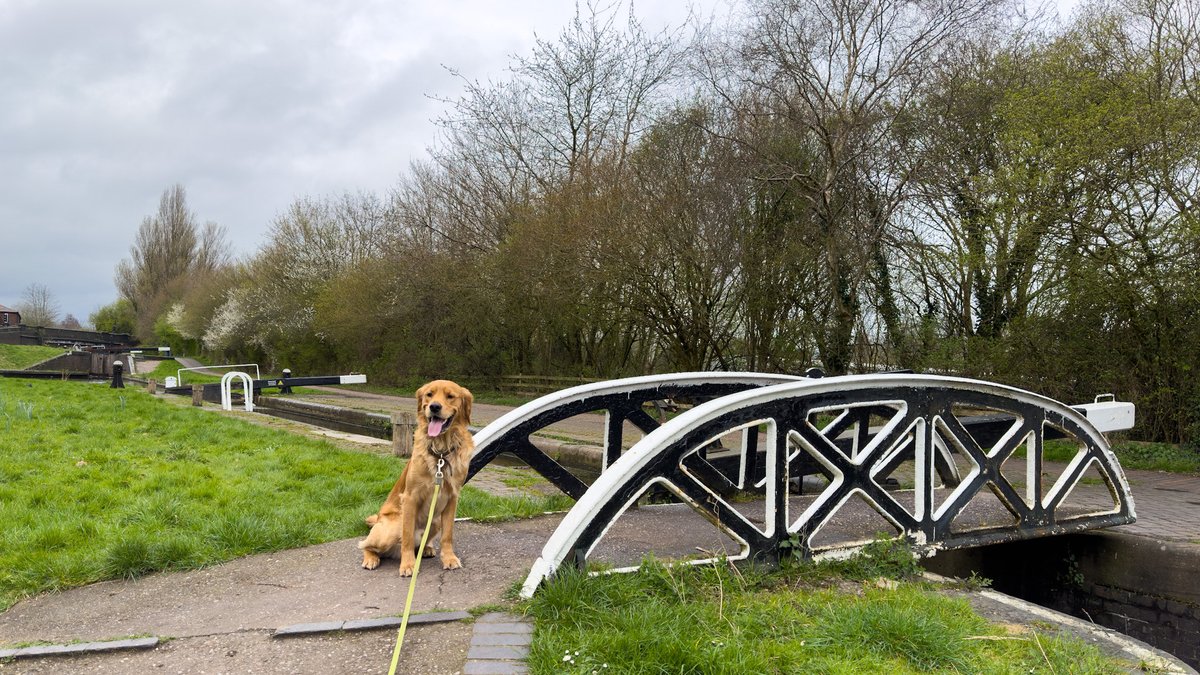 Checking out #FactoryLocks on #BirminghamCanals this lunchtime during our #towpathwalk #KeepCanalsAlive #BoatsThatTweet #LifesbetterByWater #BoatDog #Tipton #CanalWalks #RedMoonshine #GoldenRetrievers #CanalBridge #FootBridge #CanalLocks #BCN #BCNS moonshine.red