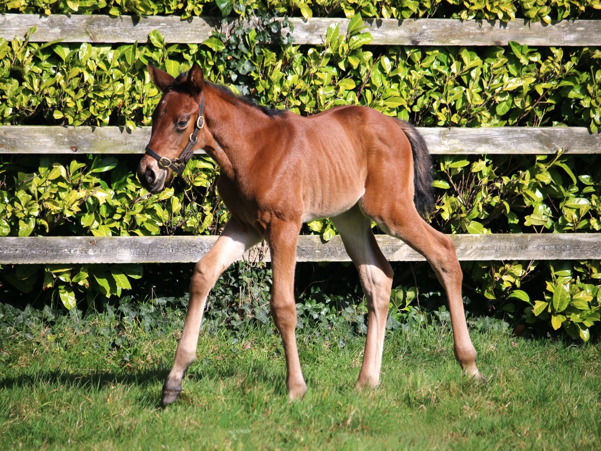 😍 A very special new arrival recently! This filly, born on 15th March, is the first foal out of triple Gr.1 winner #Tarnawa. Her sire is #Siyouni, making her closely related to 4x Gr.1 winner #Tahiyra. #MareMonday #FoalWatch #RPFoalGallery